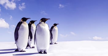 four emperor penguins standing in the snow with a blue sky background