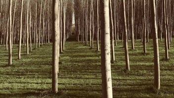 Aligned trees - featured image in story on useful ways osquery can help with security compliance