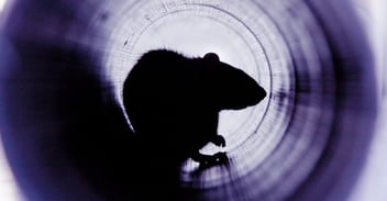 A rat hiding in a tube, preparing to infiltrate a sensitive and protected environment